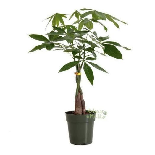 Vaso em Cerâmica com Muda de Zamioculca (Planta da Fortuna)