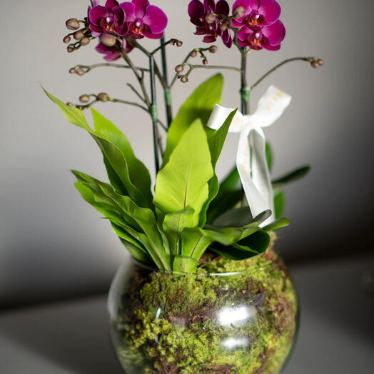Arranjo de Mini Orquídea Phalaenopsis Pink em Vaso de Vidro | La Floricultura