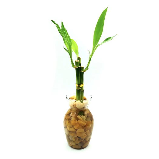 Vaso Haiti em Vidro com Bambu da Sorte