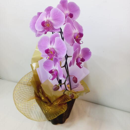 ORQUIDEA LILAS