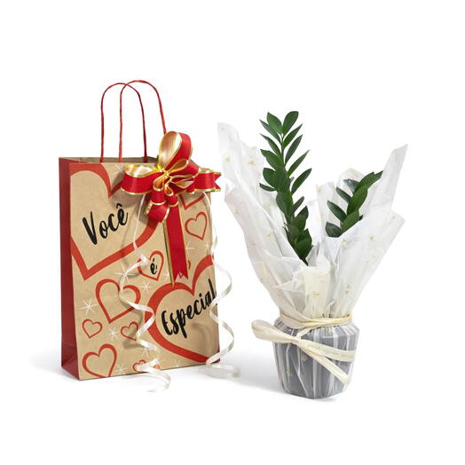 Kit Presente com Planta Zamioculca (Planta da Fortuna)