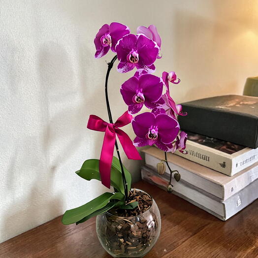 Orquidea Phalaenopsis Lilas Plantada