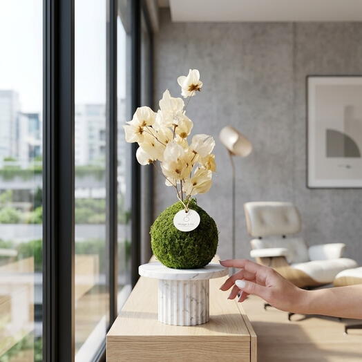 Kokedama Desidratada