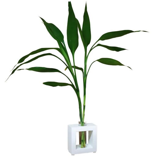 Bambu da Sorte com Vaso e Suporte (2 Hastes)