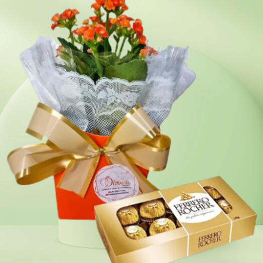 Kalanchoe com Chocolate