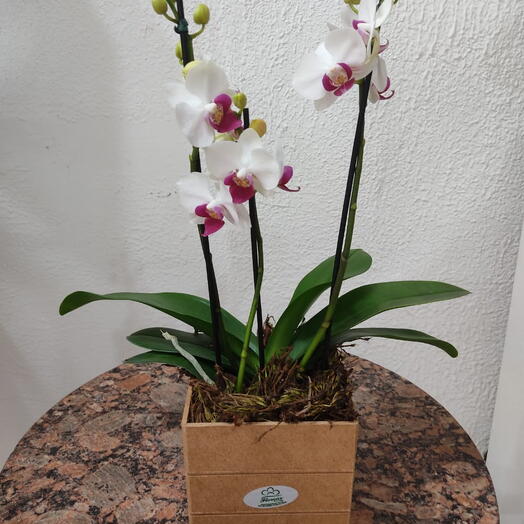 Orquidea Mini