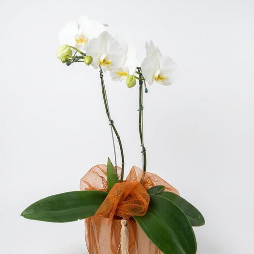 Orquidea Box Glamour Laranja