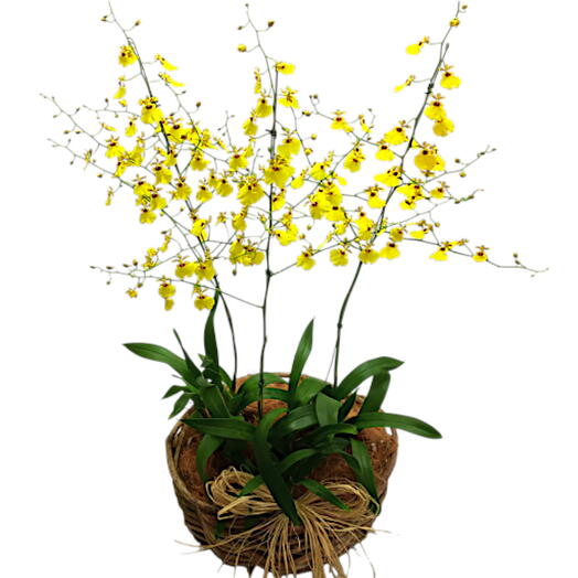 3 vasos de orquidea chuva de ouro na cesta cipo