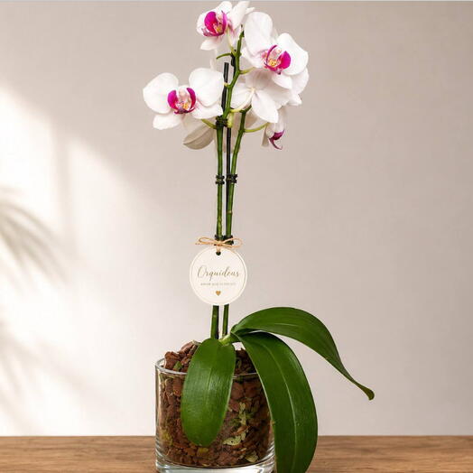 Orquidea Elegance Branca no Vidro