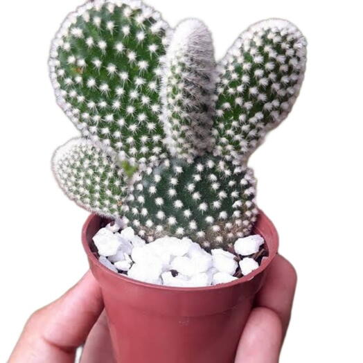 Cacto Orelha de Mickey p/6