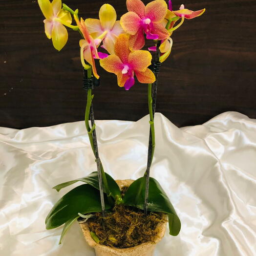 Orquidea beleza rara