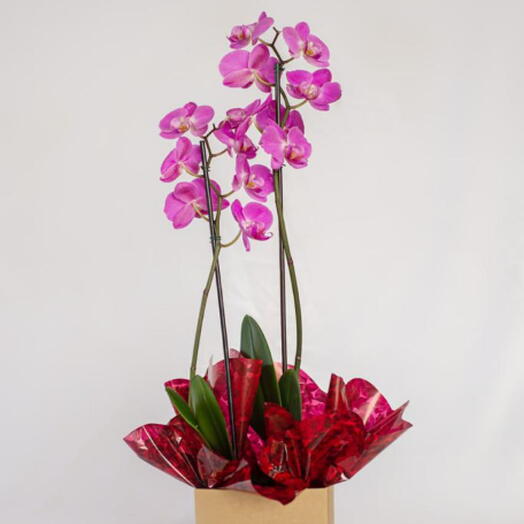 Orquidea pink