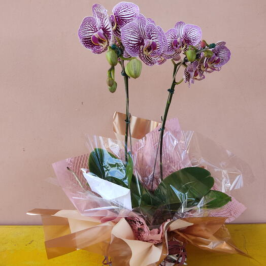 Orquidea Sofisticação