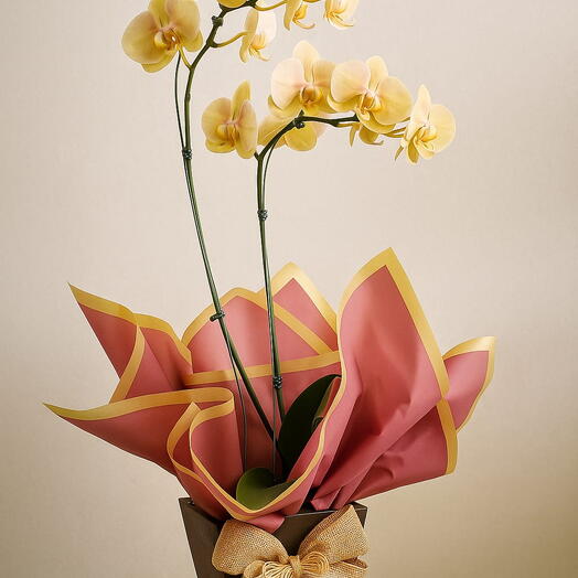 Orquidea Phalaenopsis Exotica - Amarela