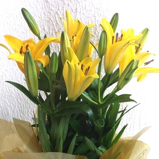 Lirio amarelo  plantado