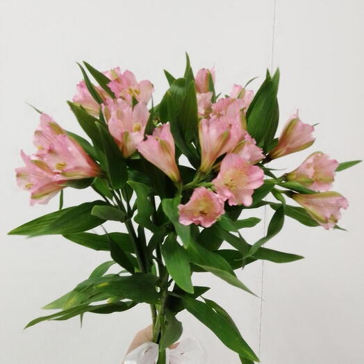 Alstroemerias