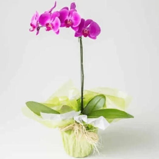 Orquidea Phalaenopsis 1 Haste