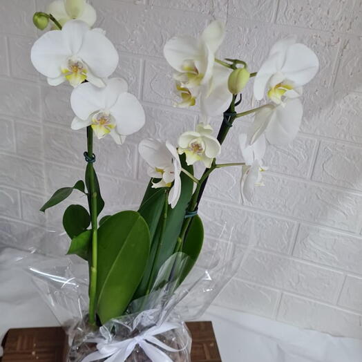 Orquidea Branca