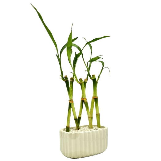 Vaso em Cerâmica com Bambu da Sorte Trançado