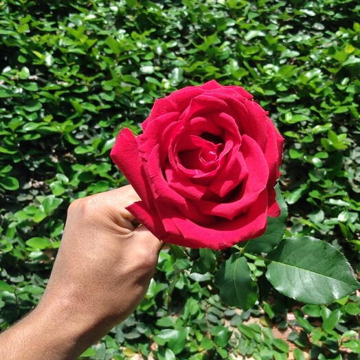 Rosa Vermelha