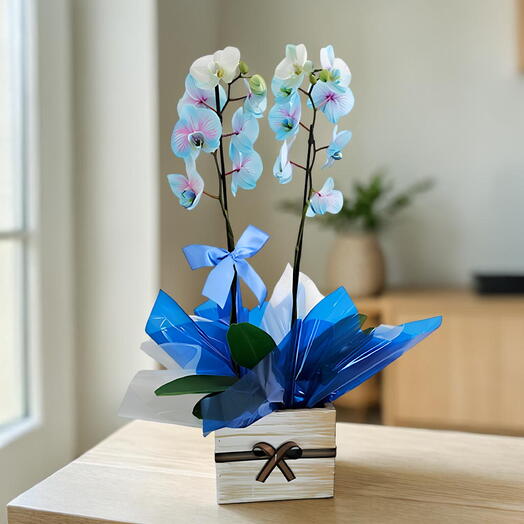 Orquidea Frozen No Cachepot Plantada