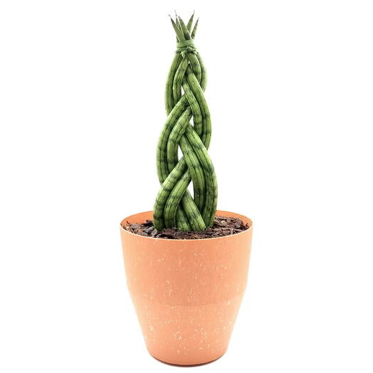 Vaso com Planta Lança de São Jorge Trançada