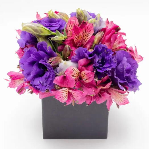 Caixa de Flores – Anissa