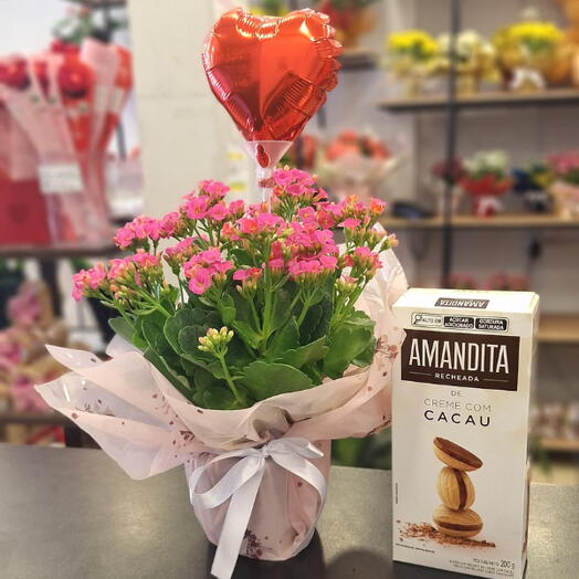 Kit C/ Mini Kalanchoe Rosa