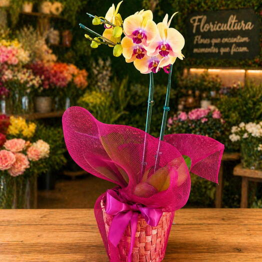 Orquidea amarela Phalaenopsis 2 hastes com carinho