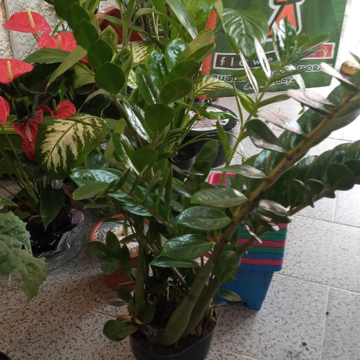Planta de interior Zamioculca