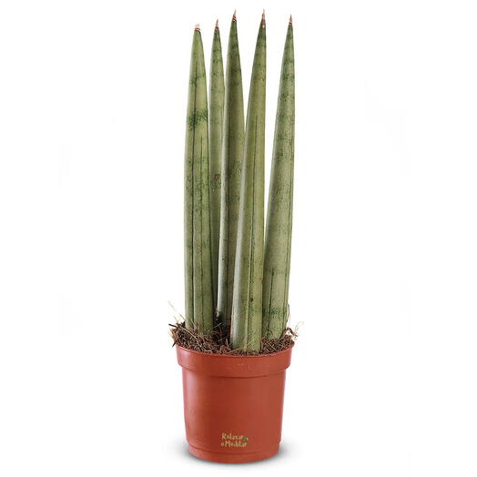 Planta Lança de São Jorge Reta