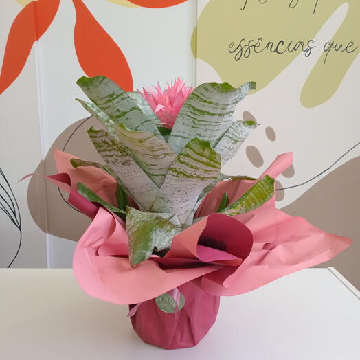 Bromelia embalada