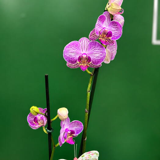 Orquidea Roxa