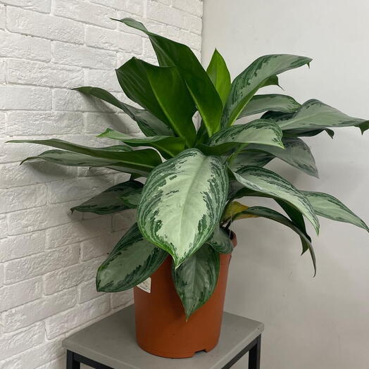 Aglaonema Maria
