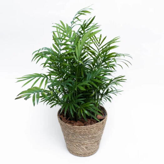 Mini Chameodorea em Vaso de Alga Marinha