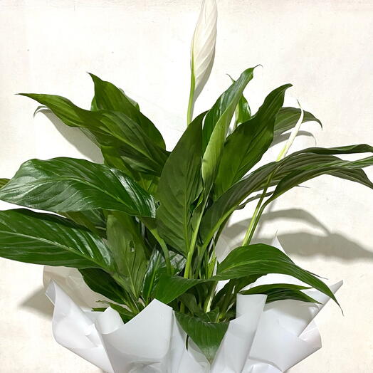 Planta Lirio da Paz