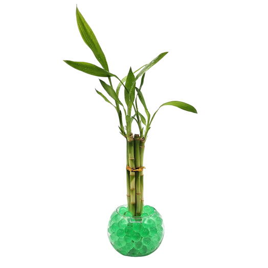 Vaso em Vidro com 5 Hastes de Bambu da Sorte (Verde)