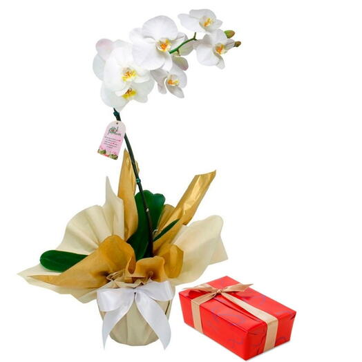 Orquidea Branca + Caixa de Bombom