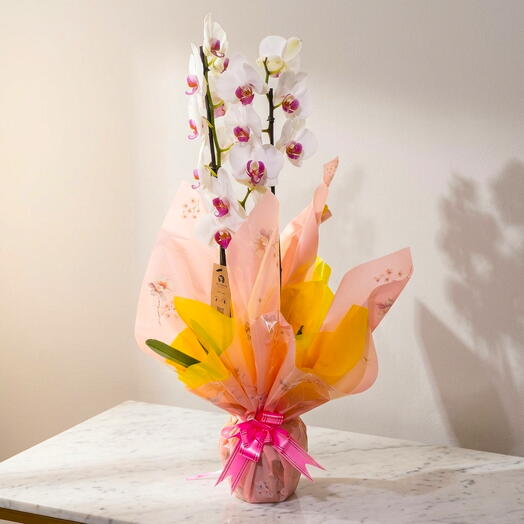 Orquidea phalaenopsis três astem