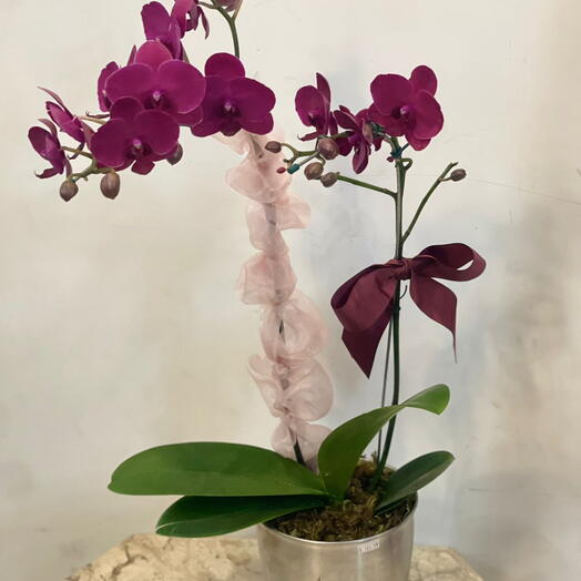 Orquidea bordo