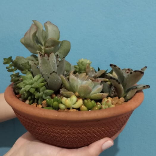 Arranjo com Suculentas