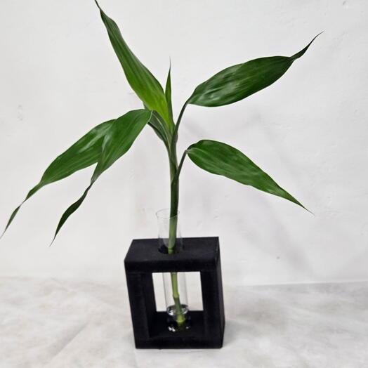 Planta de interior Com Vaso