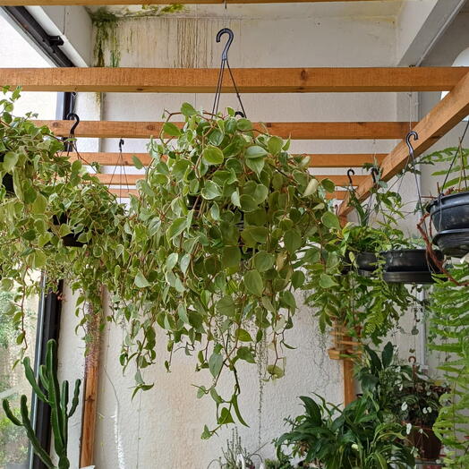 Peperomia