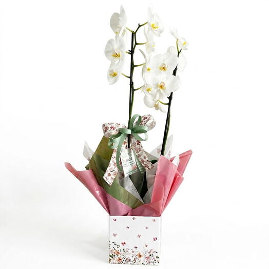 Orquidea especial Dia das Mães
