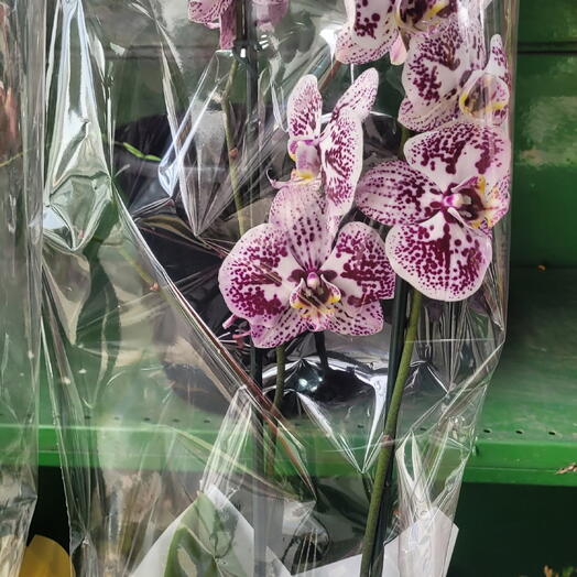 Orquidea coloridas