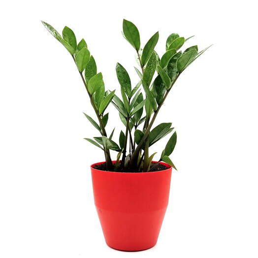 Cachepot com Planta Zamioculca (Vermelho)