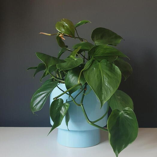 Philodendron skandens em cerâmica d 19 cm
