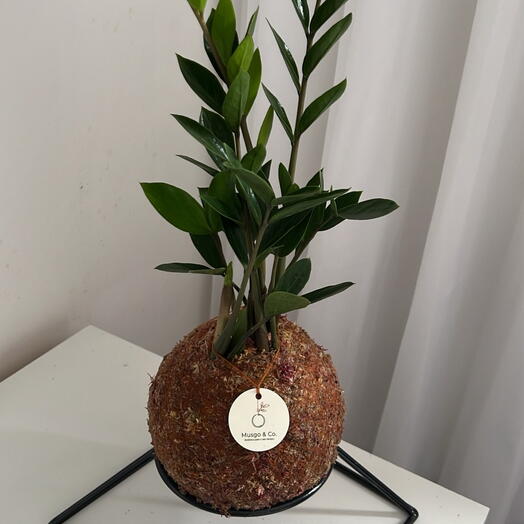 Mini Zameocuca
