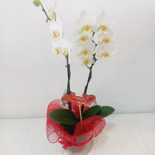 Mini Orquidea Supreme em Vaso de Vidro