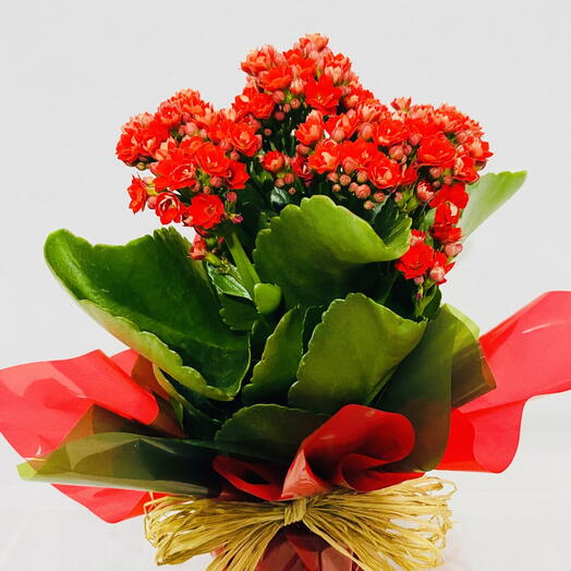 Flor da fortuna